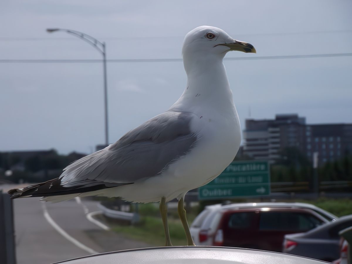 La mouette qui n'attendait qu'on échappe notre repas par terre!