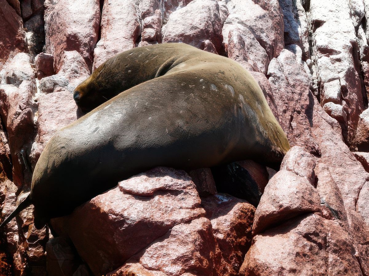 Lima - Iles Ballestas – Pérou