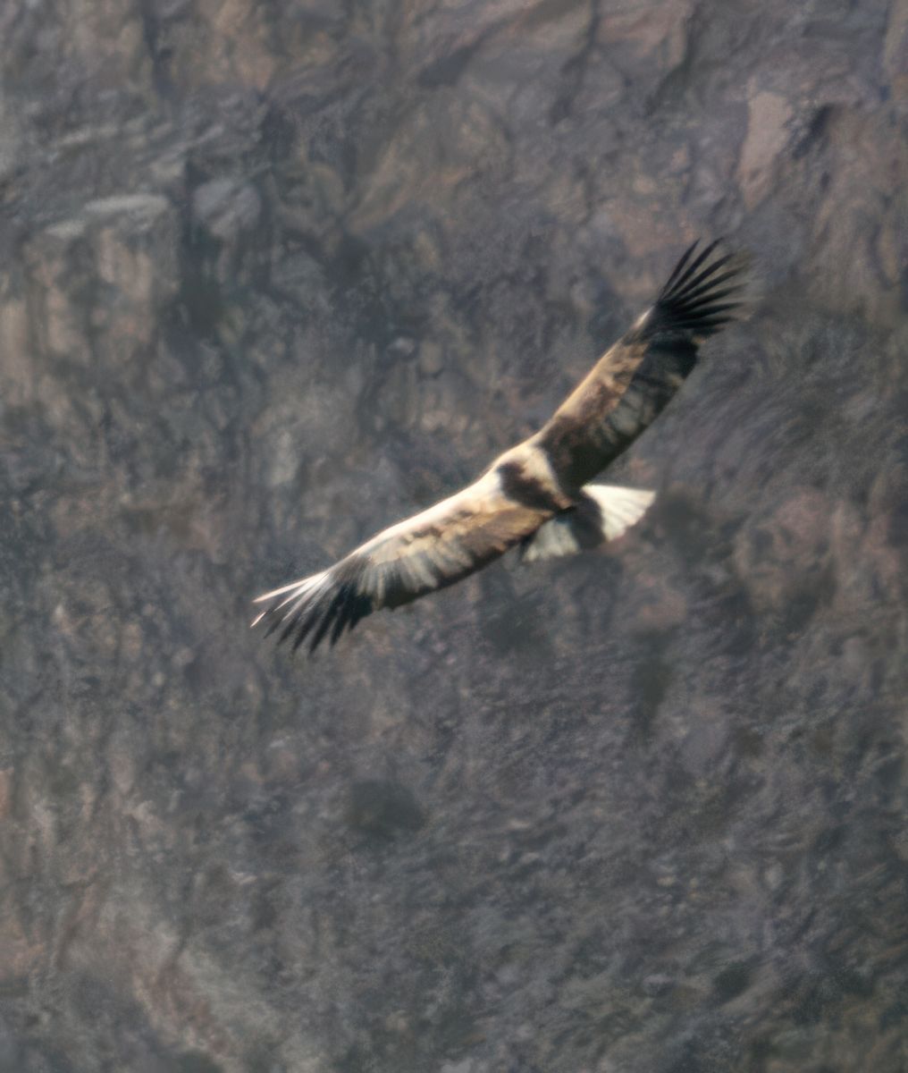 Condor