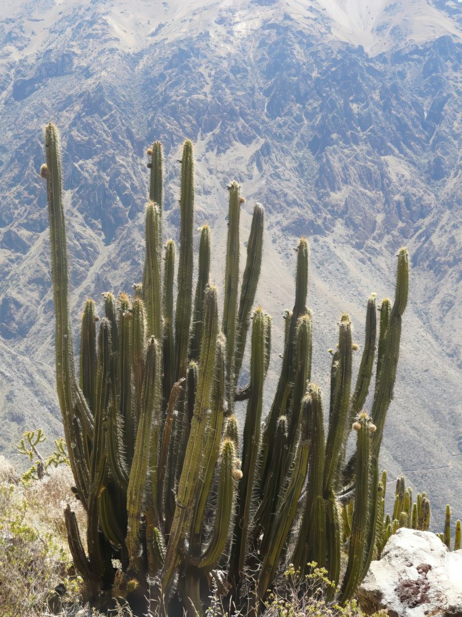 Cactus