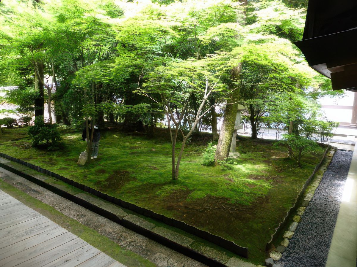 Par opposition au jardin sec du temple Ryoan-ji voici le jardin humide composé d'un bouquet d'arbres abritant un parterre de mousses, soigneusement balayées car elles sont un symbole de la vie.