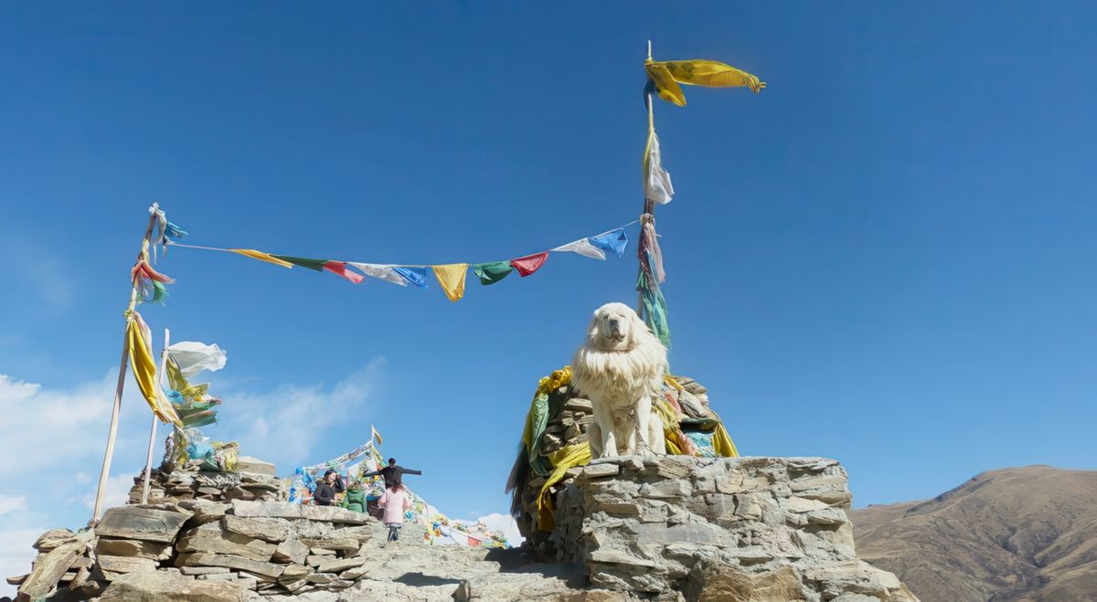 Arrivée au col de Kamba-La où nous sommes accueillis par des Tibétains et leurs chiens, des dogues tibétains impressionnants par la taille. Attention la photo de la bêbête est payante, il nous en coûtera quelques yuans qu'il vaut mieux s' acquitter de régler!