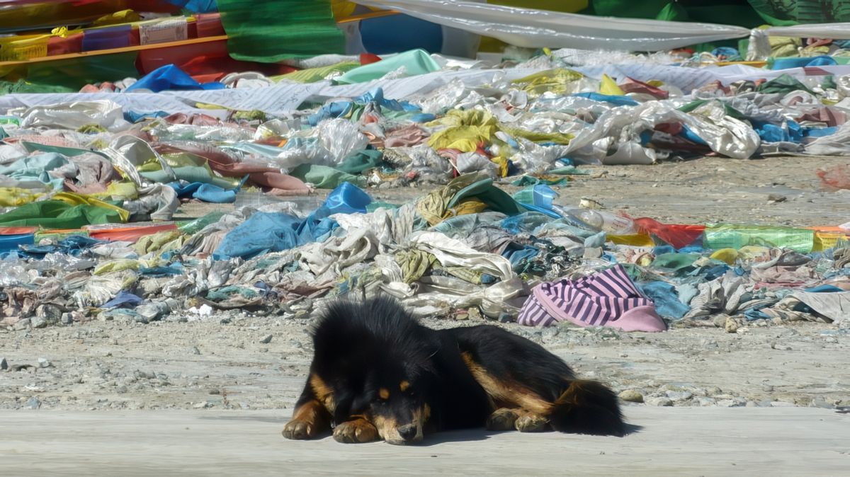 Le passe-temps préféré du dogue du Tibet est de rester coucher dans un endroit stratégique (de préférence en hauteur) et surveiller les alentours. Il a été décrit ainsi par Marco Polo: "Grand comme un âne et à la voix aussi puissante que celle d’un lion".