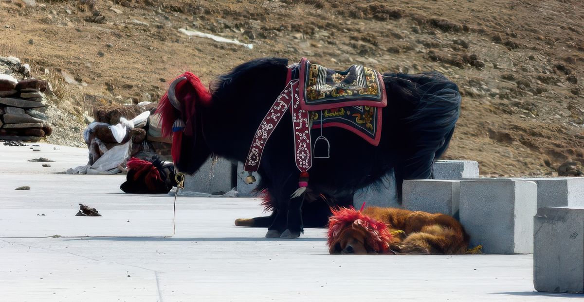 Une petite balade à dos de yak pour descendre au bord du lac sacré? Nous on préfère y aller à pied!