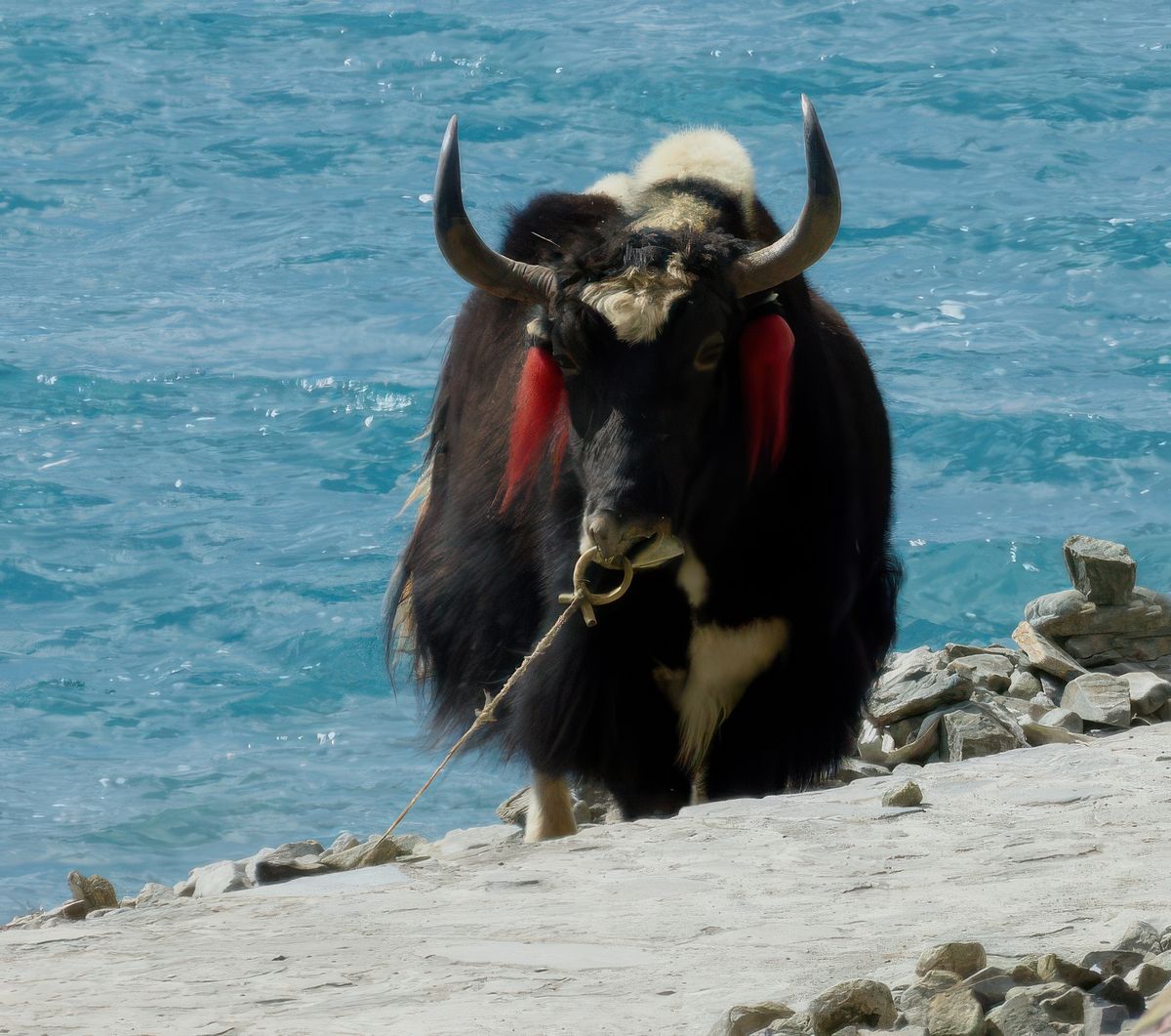 Coquet avec ses rubans rouges aux oreilles!