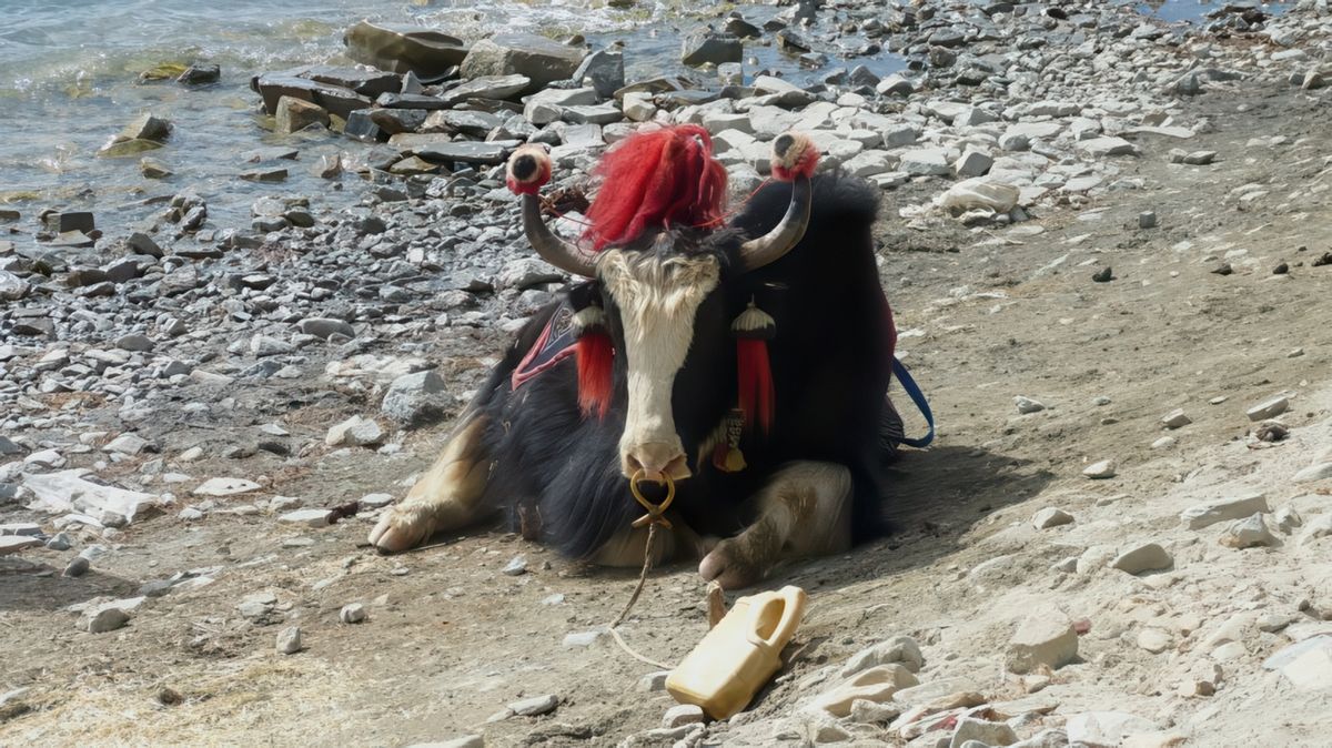 Pas beaucoup d'herbe à manger!