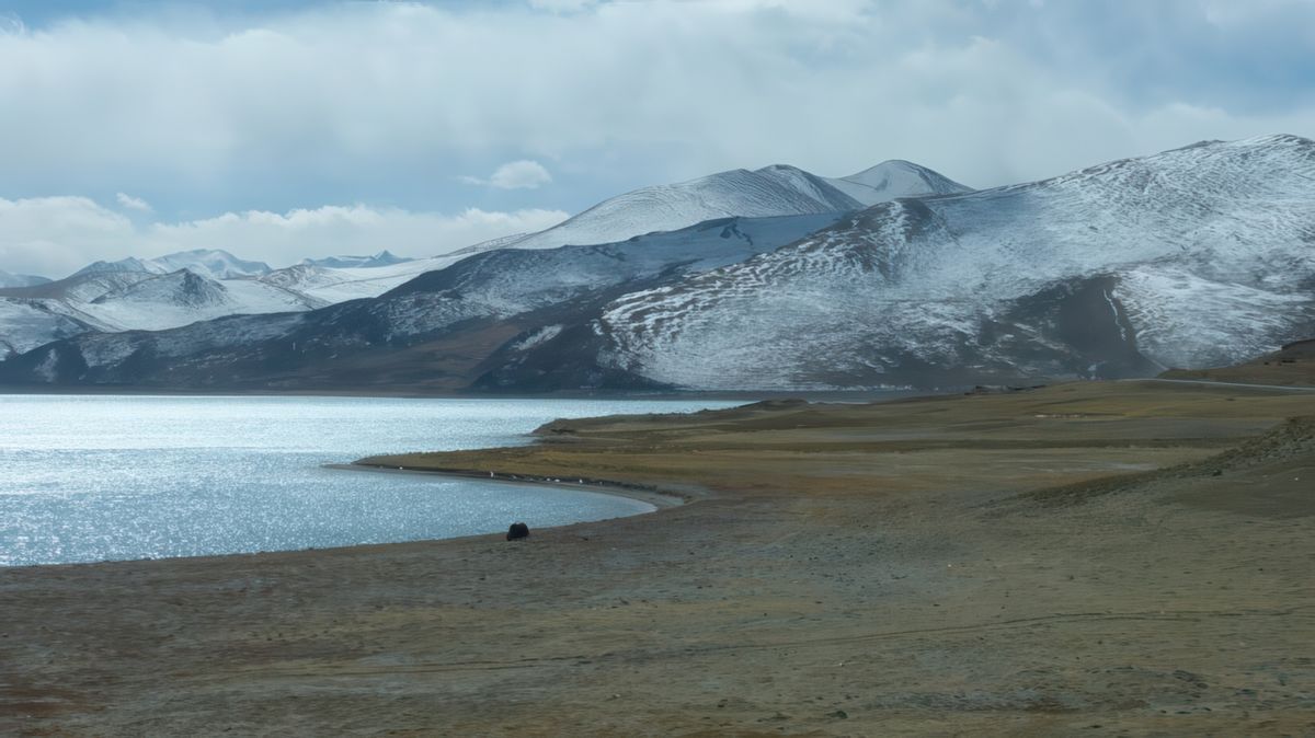 Seul, un yak broute au bord du lac.
