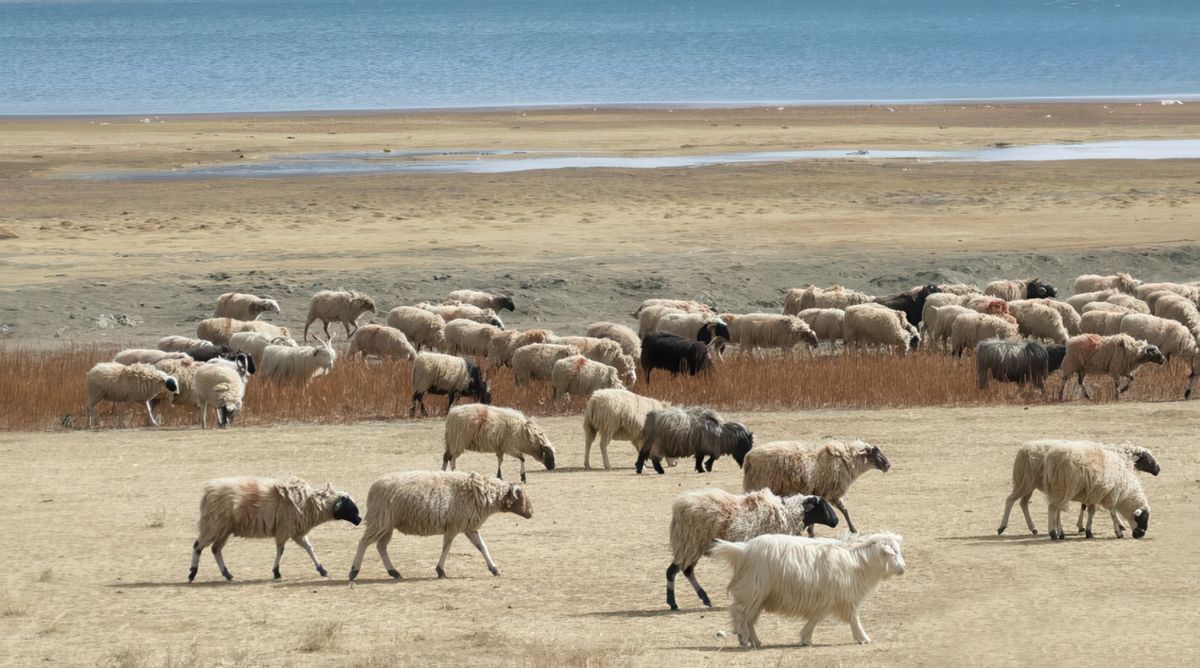 Chèvres et moutons au bord du lac sacré.