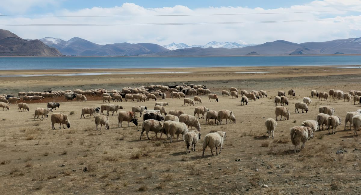 Chèvres et moutons au bord du lac sacré.