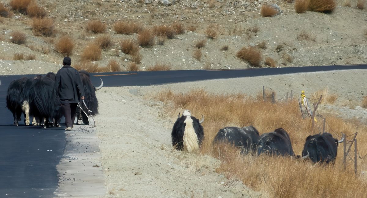 Un berger et son troupeau de yaks.