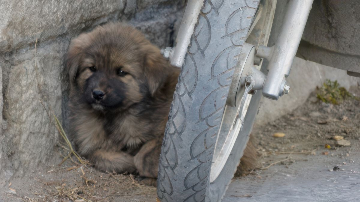 Un chiot dogue tibétain, craquant non?