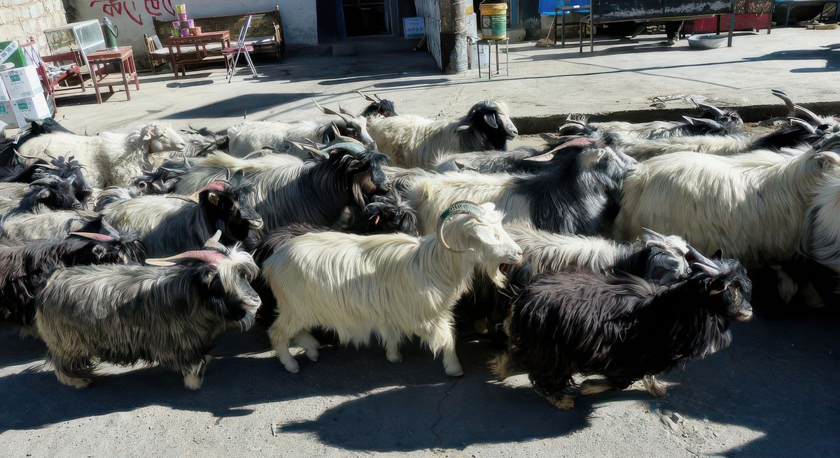 Leurs longs poils les protègent du froid et du vent. la fibre du pashmînâ est prélevée sur le cou de l’animal, là où elle est la plus douce.