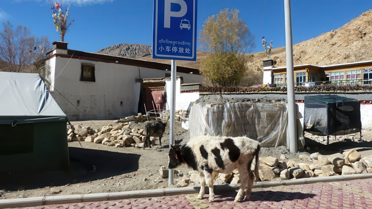 Deux tentes et deux jeunes vaches, espérons que ce soit provisoire.