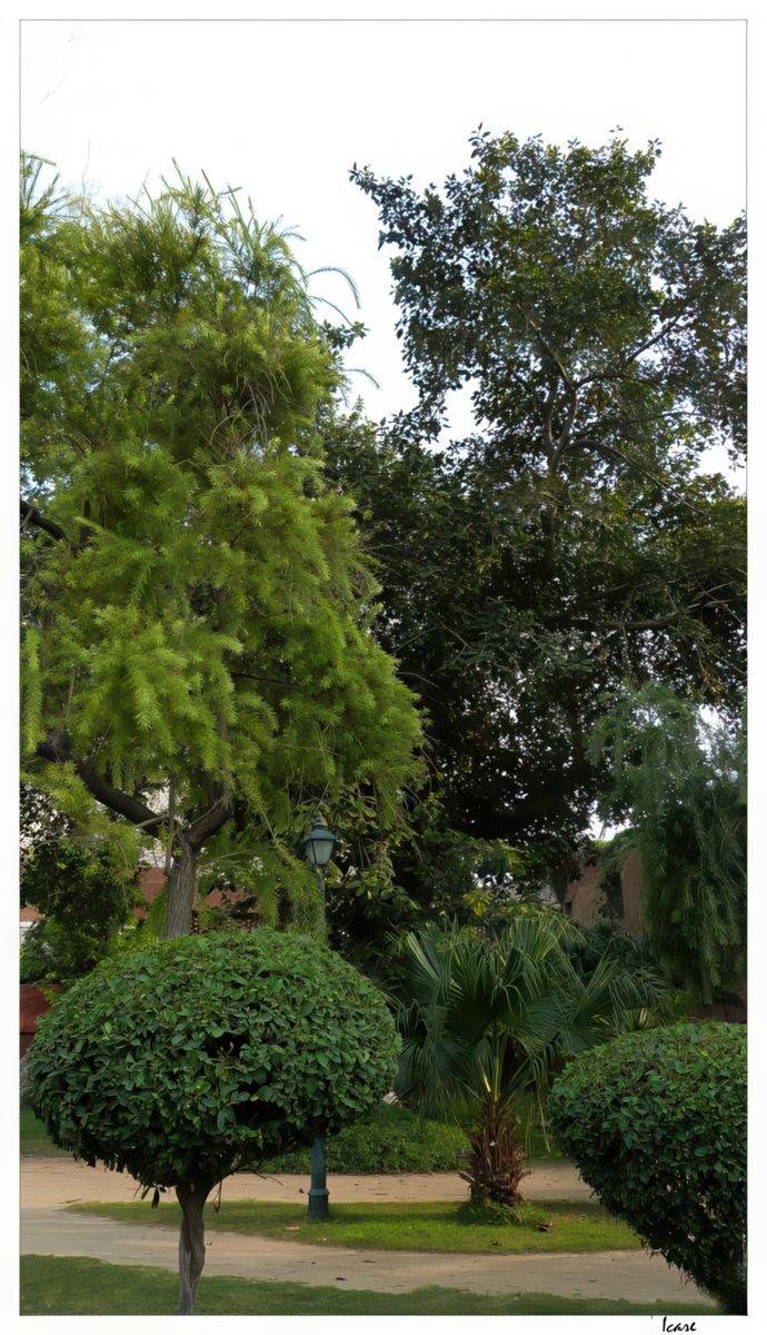 Le jardin c'est aussi de beaux arbres plantés un peu partout.