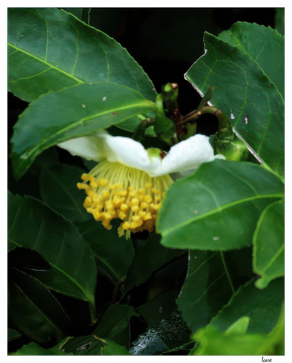 Fleur de thé.
