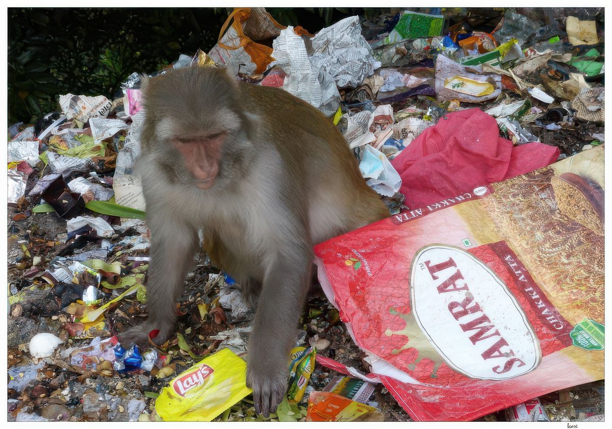 Ce macaque rhésus est en train de chercher sa nourriture parmi des immondices laissés sur le bord de la route.