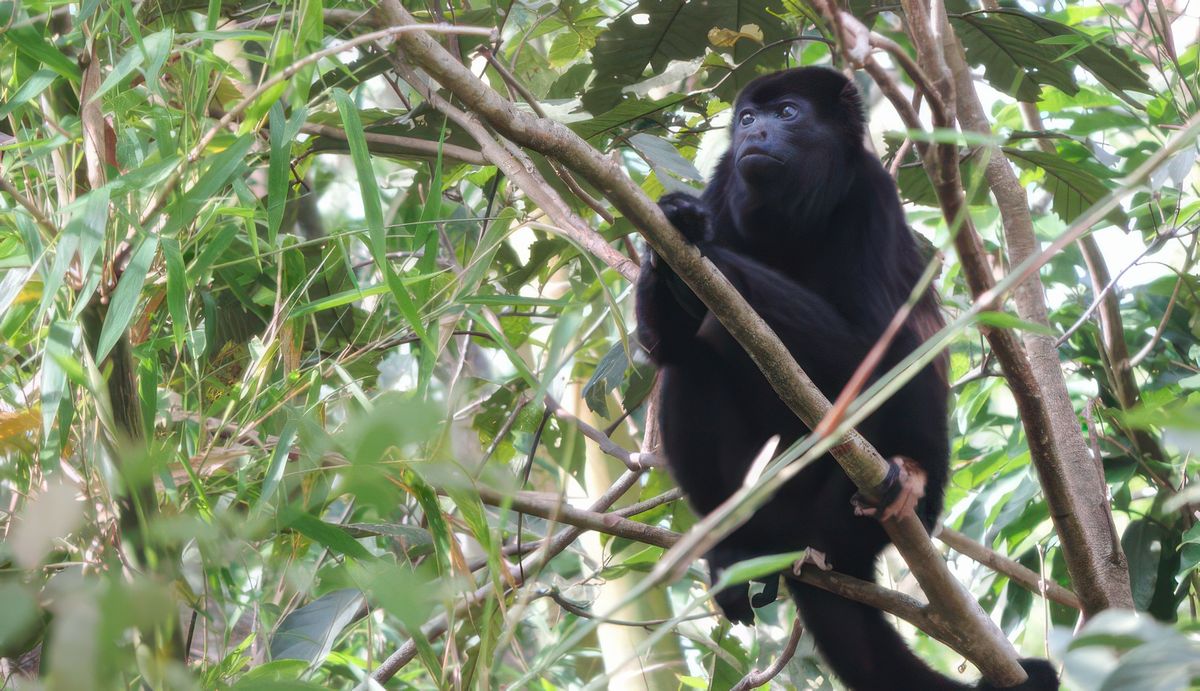 ARENAL 2 - singe hurleur qui a fait hurler un "Nord Américain"
