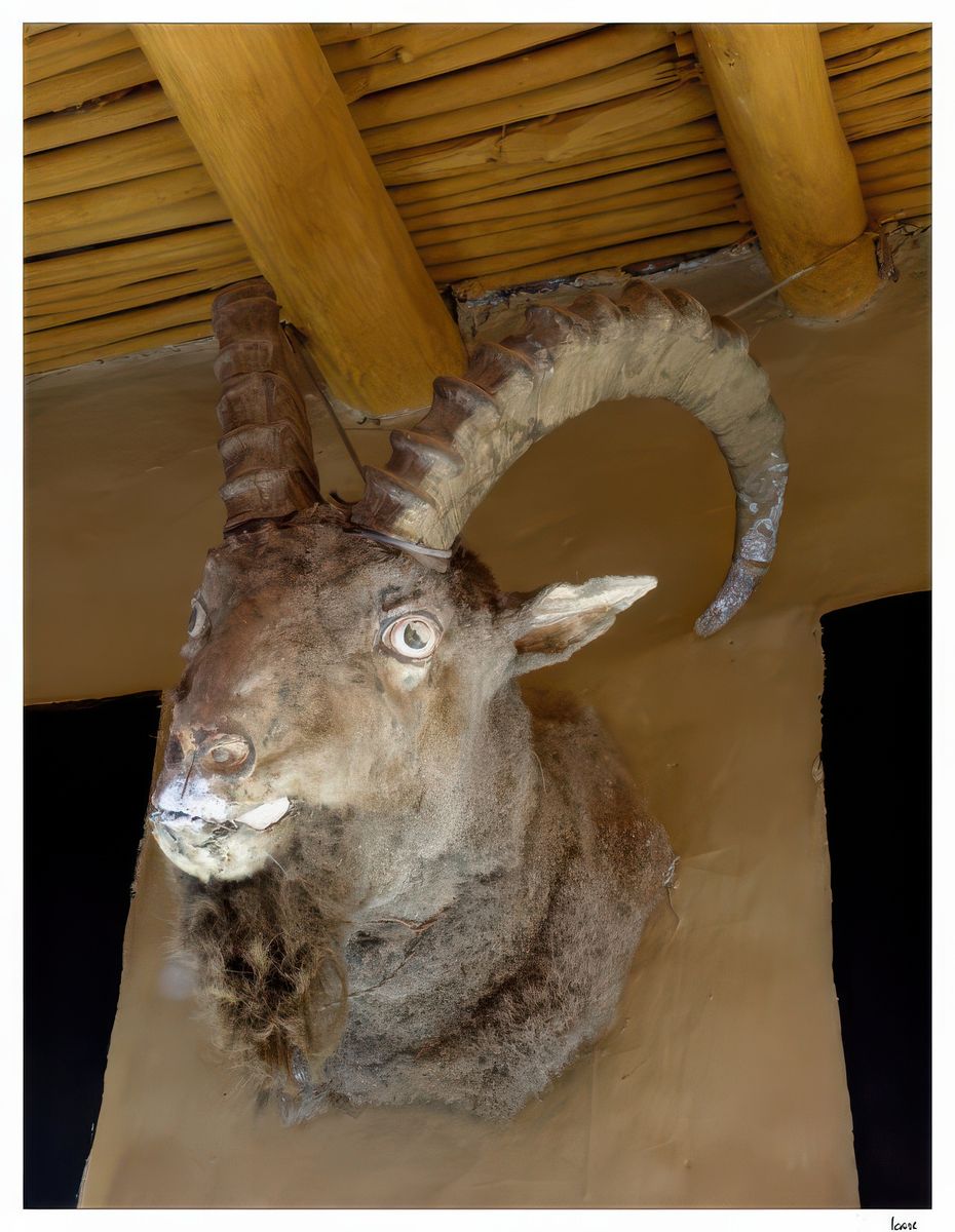 L'urial est un mouton sauvage apparenté aux mouflons. On le trouve en Asie centrale et occidentale, notamment en Iran, au Kazakhstan et dans la région himalayenne plus particulièrement au Ladakh. Il a pour habitat les pentes herbeuses au-dessous de la ligne supérieure des arbres. Il s'aventure rarement en terrain rocheux et escarpé.