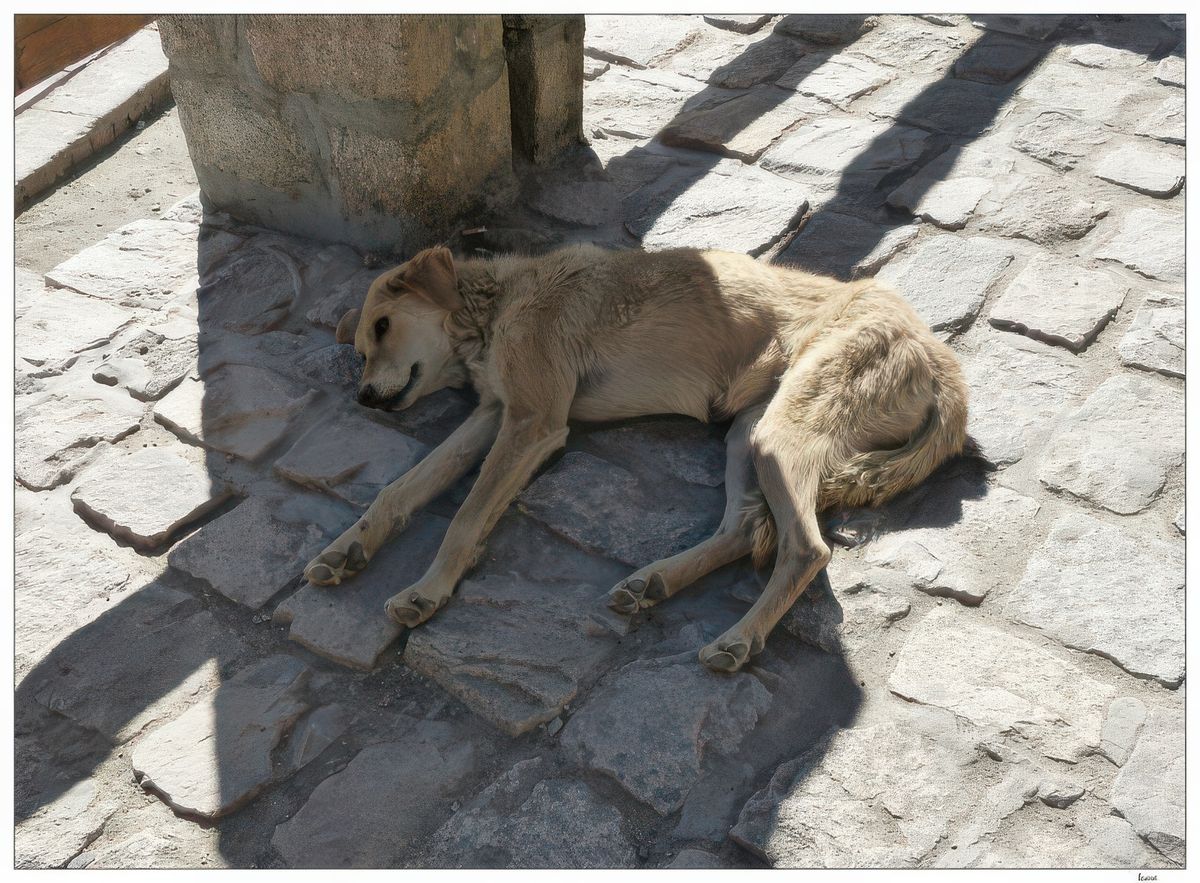Ici, les chiens dorment le jour et aboient la nuit!