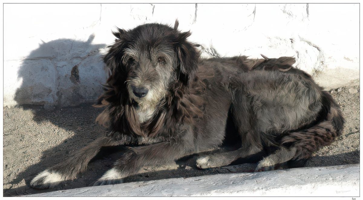 Un bon chien (genre griffon) qui aurait bien besoin d'un toilettage!