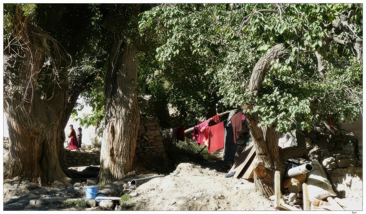 Les nonnes les plus âgées travaillent toute la journée, elles cultivent un potager où elles font pousser leurs légumes. Il y a deux bœufs, une vache et deux ânes dont il faut aussi s'occuper. Elles sont aussi chargées de l'entretien du linge du monastère de Rizong.