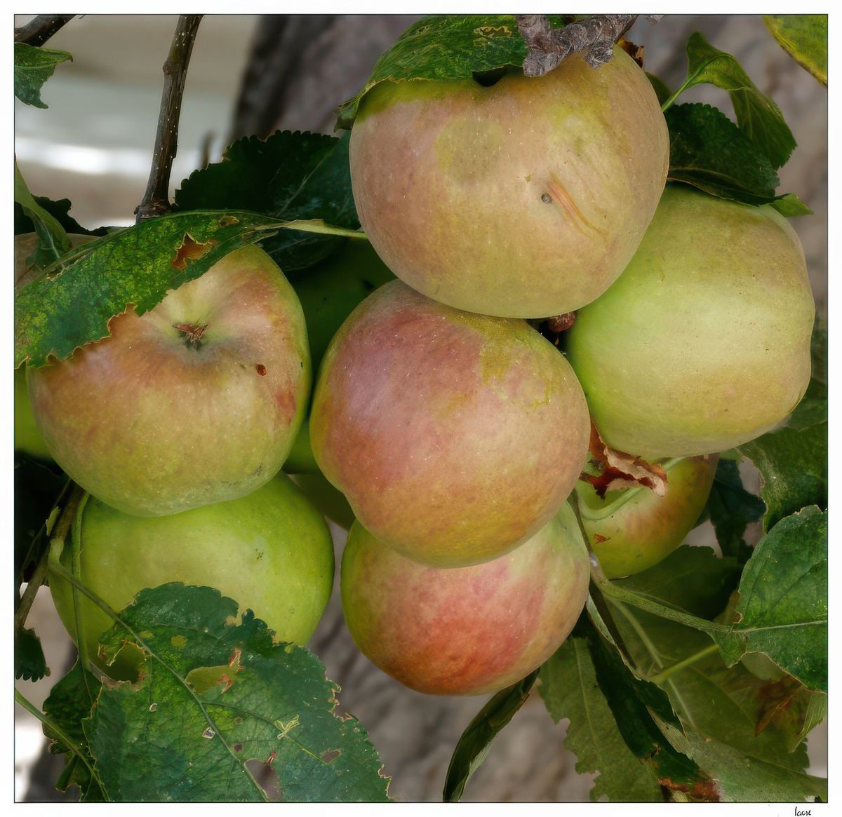 Autre variété de pommes.
