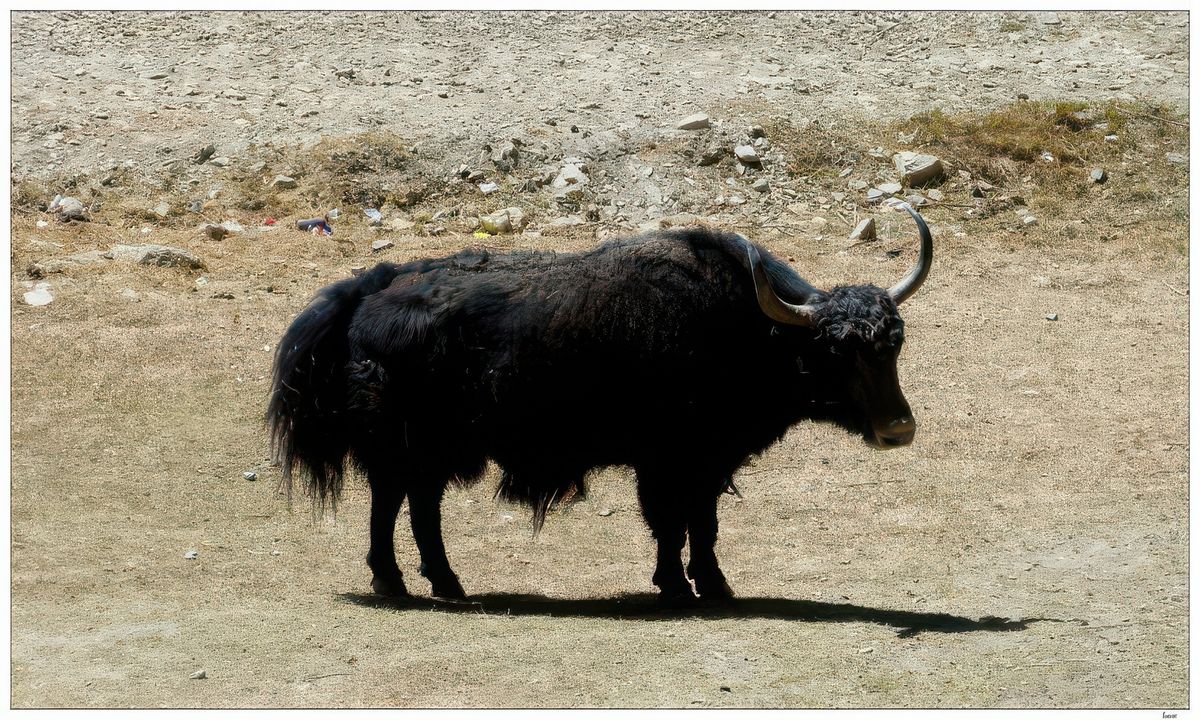 Yak domestique du propriétaire.