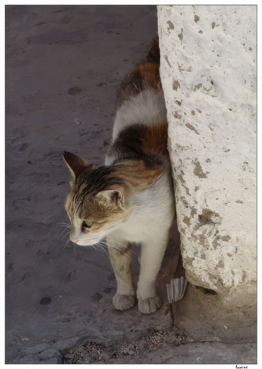 Bien seul, ce chat vient à notre rencontre...