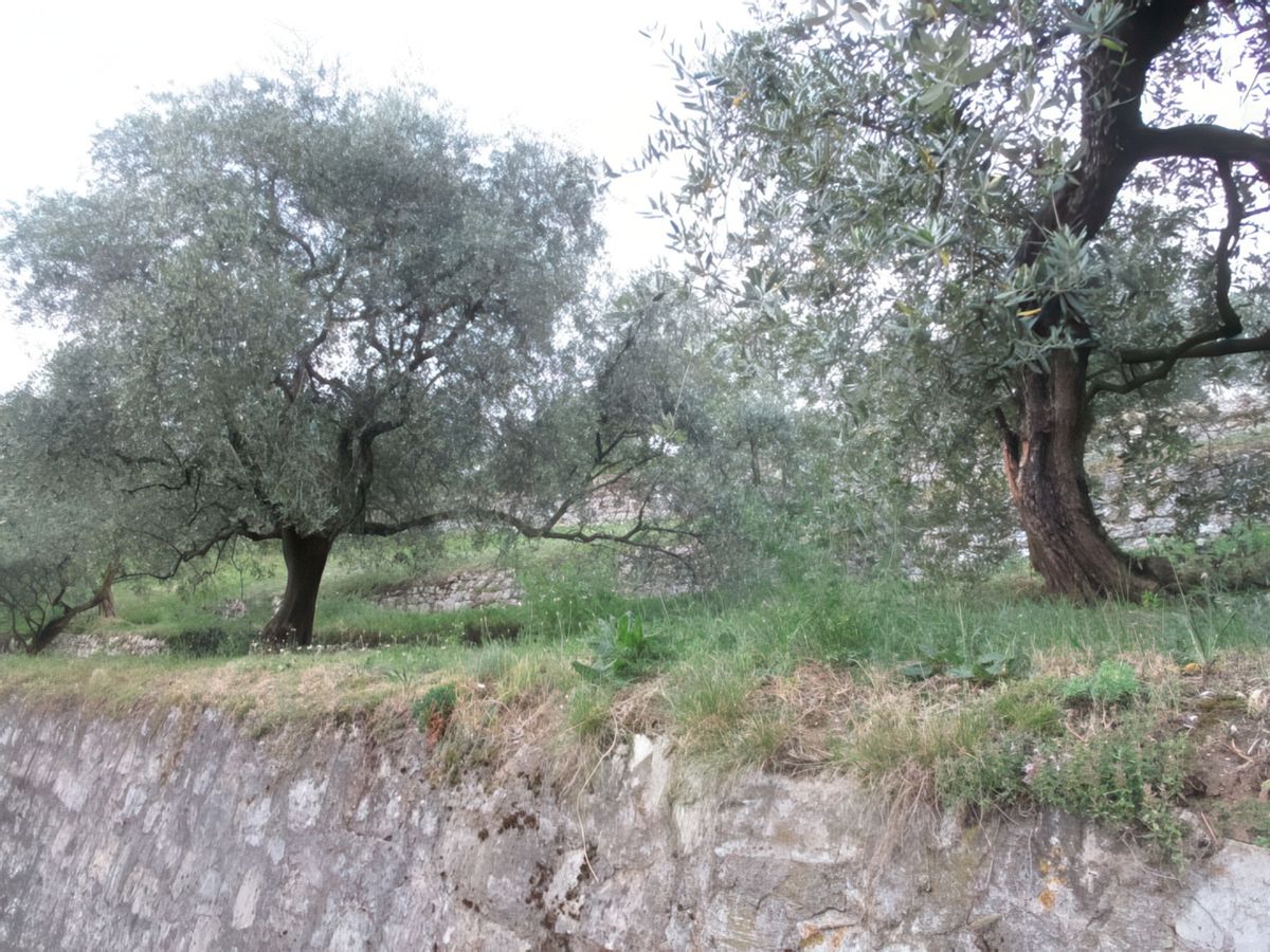 Oliviers sur Monte Isola.