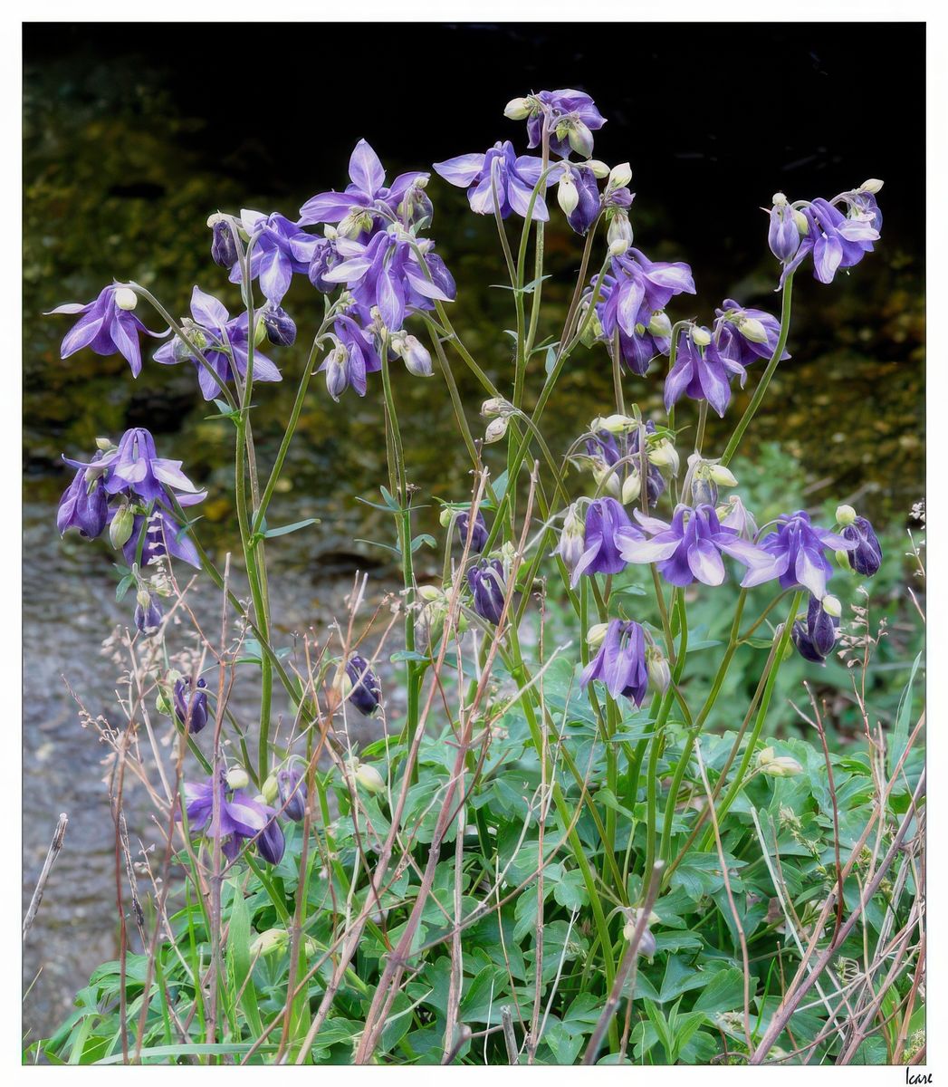 Fleurs sauvages au bord de l' eau.