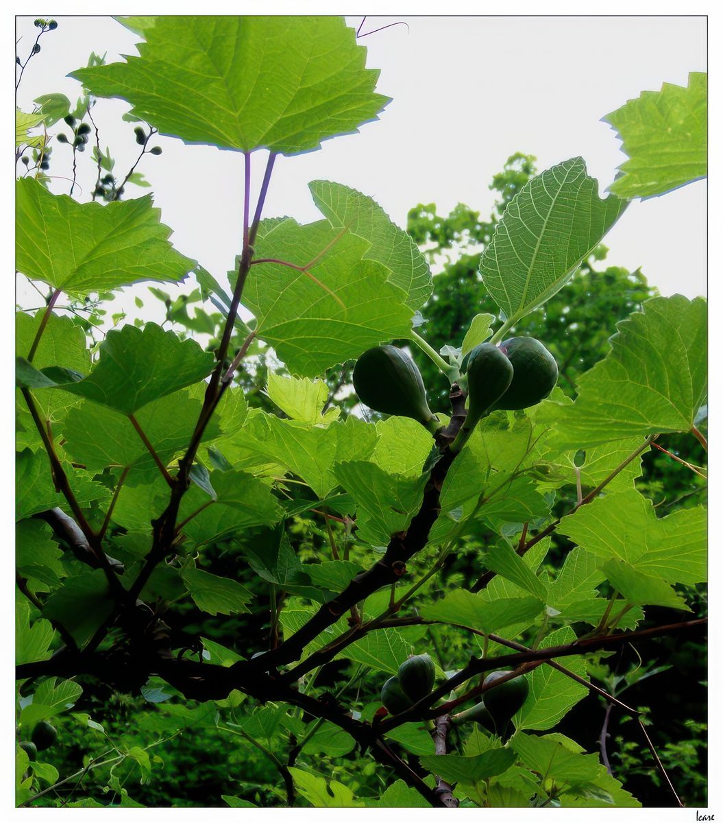 Les figues de Valleraugue.