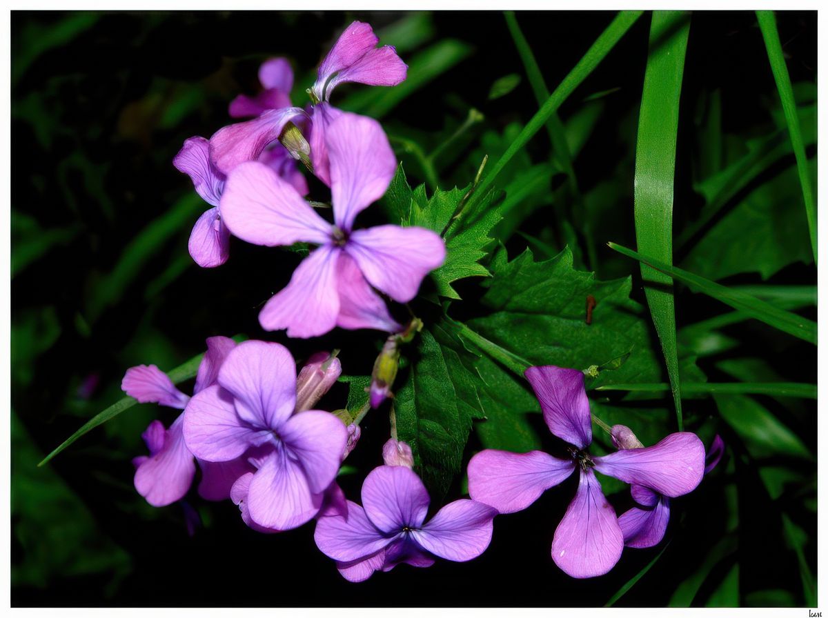 Fleurs sauvages.