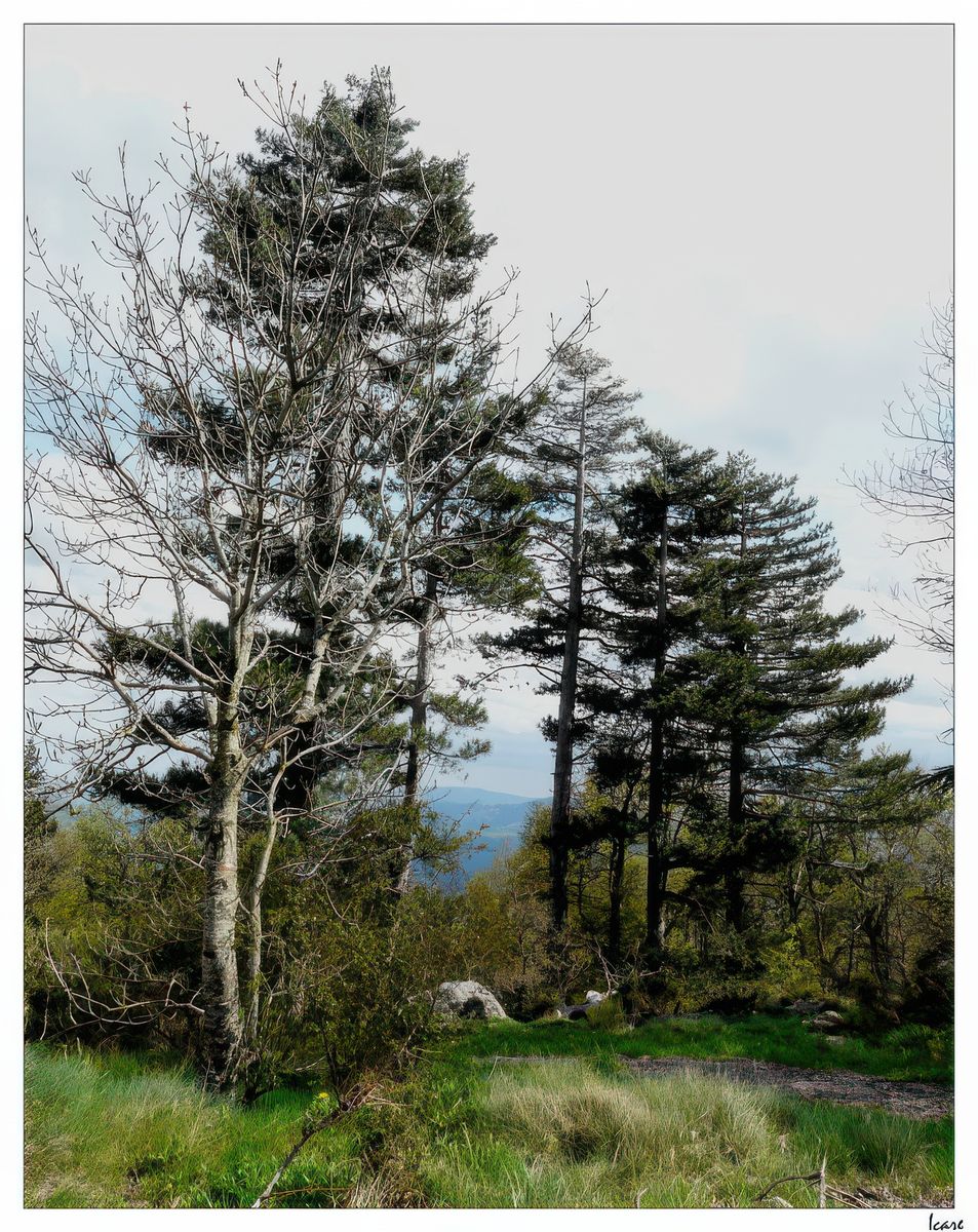 Végétation sur l'Aigoual.