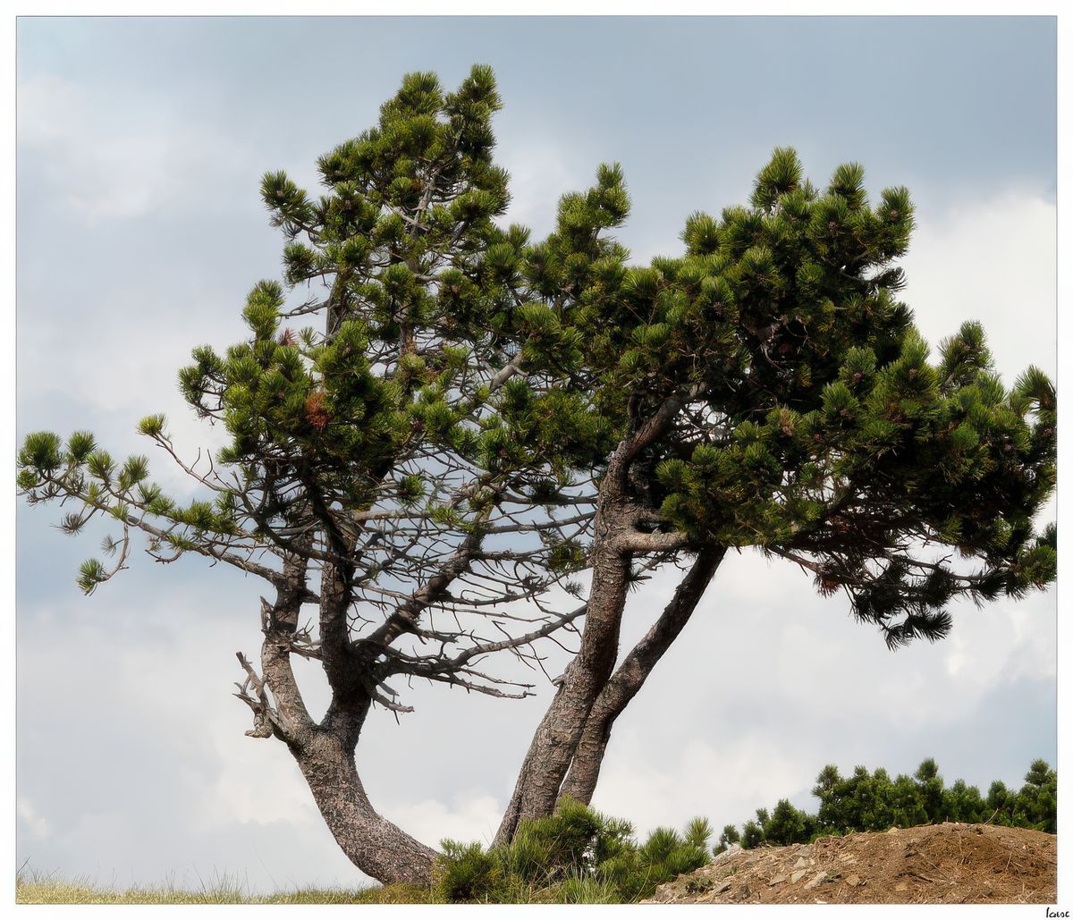 Depuis dix mille ans, sur le Mont Aigoual se sont succédé les bouleaux et les pins, puis les chênes à feuillage caduc, ensuite les hêtres, les rois du Mont Aigoual, et les sapins, avant que les graminées ne trahissent la présence de l' homme et de pâturages.