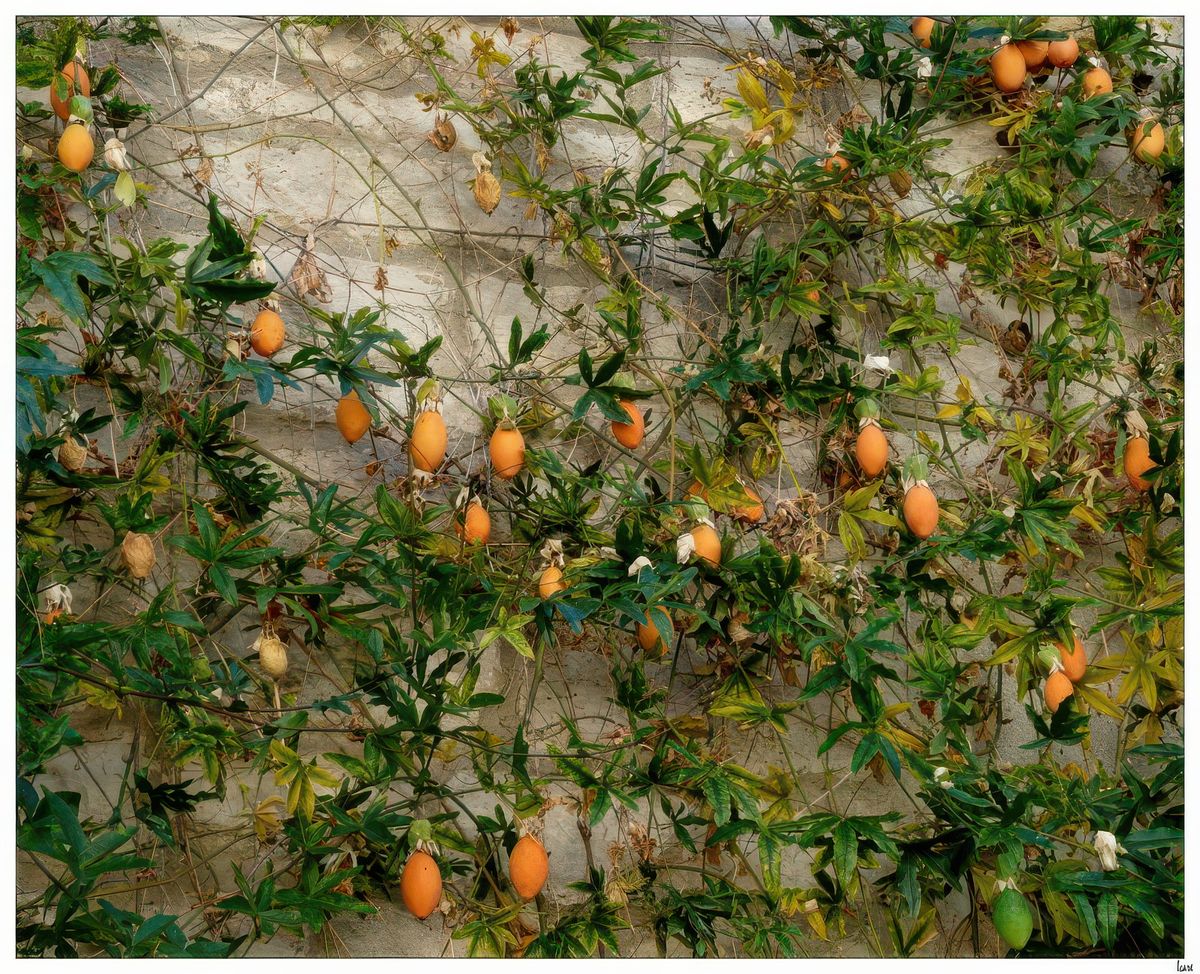 A l'automne, des fruits oblongues, de couleur orange pendent le long des lianes. A ne pas confondre avec le fruit de la passion que l'on mange.