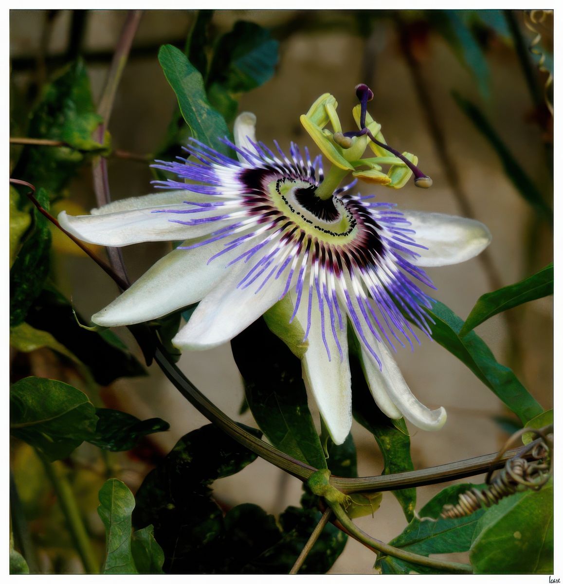 Voici la superbe passiflore "fleur de la passion", pourquoi ce nom? En raison de la ressemblance de la fleur avec les instruments de la Passion du Christ (couronne d'épines, clous).