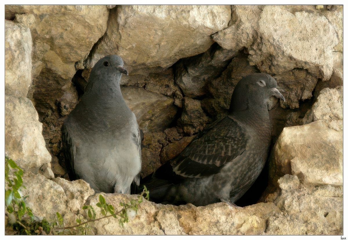 Deux pigeons s'aimaient d'amour tendre...