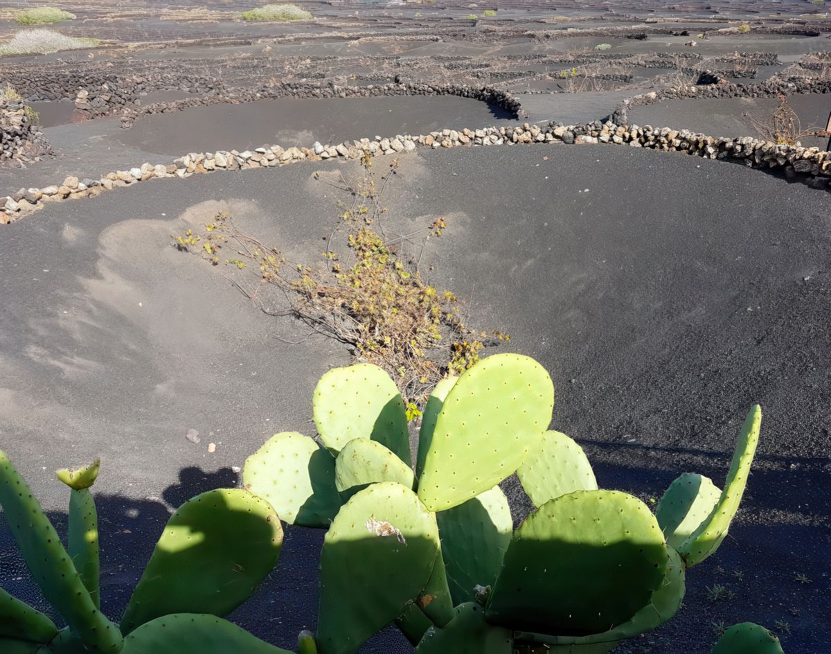 L'étonnante vallée de La Geria – Espagne