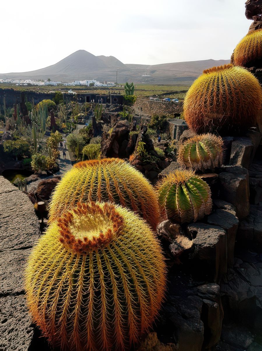 Le jardin de cactus – Espagne