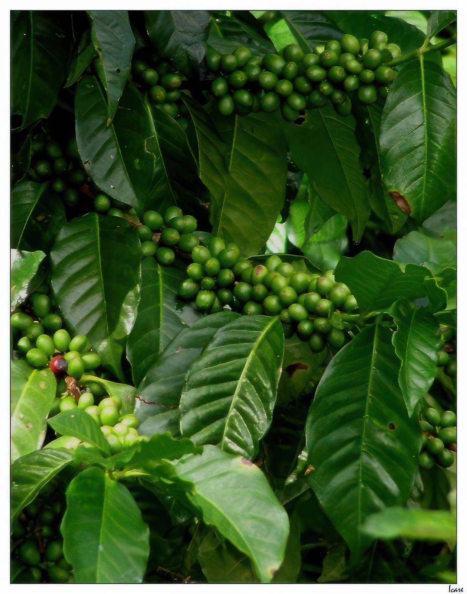 Caféiers dans le village de Comalapa