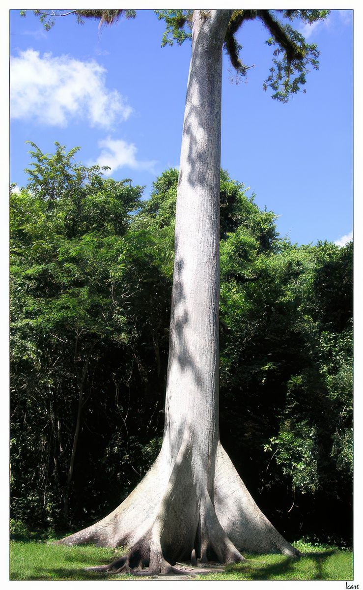 Le ceiba (ou kapokier) est un arbre sacré dans la culture Maya. Selon celle-ci, il y a un grand Ceiba au centre de la Terre qui connecte le monde terrestre et le monde de l'au-delà.