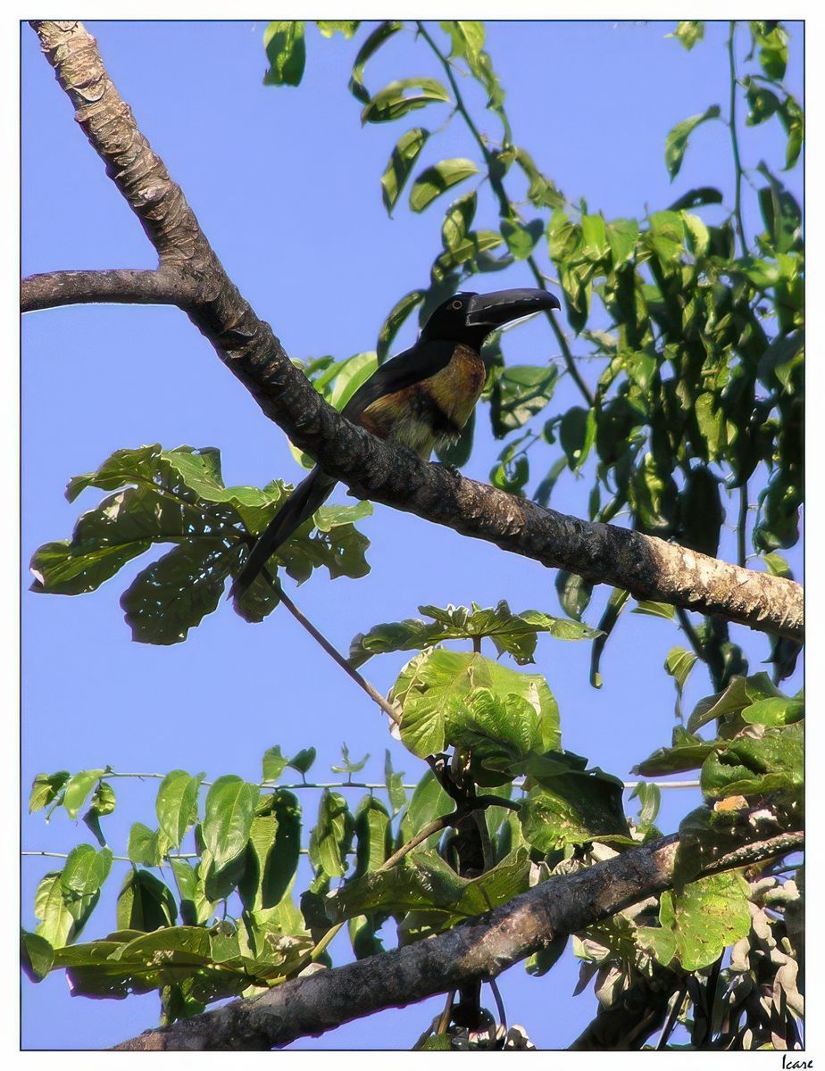 Voici le magnifique araçari à collier (appelé toucan), qu’on peut aisément observer juché dans les arbres. Il est si coloré qu’on dirait qu’il a été peint.