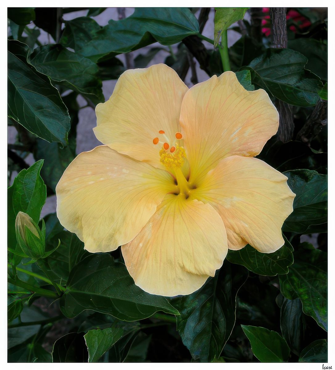Les hibiscus poussent comme de véritables arbustes.
