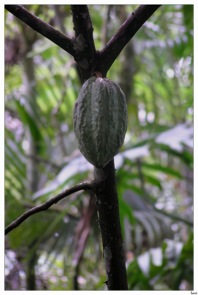 Cabosse de cacaoyer. Les Mayas, implantés entre le Mexique et le Guatemala, sont les premiers à cultiver les cacaoyers. Ils récupéraient les fèves de cacao contenues dans la cabosse pour en faire une boisson amère.