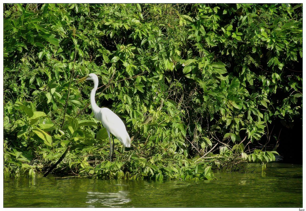 Cet oiseau est vraiment élégant.