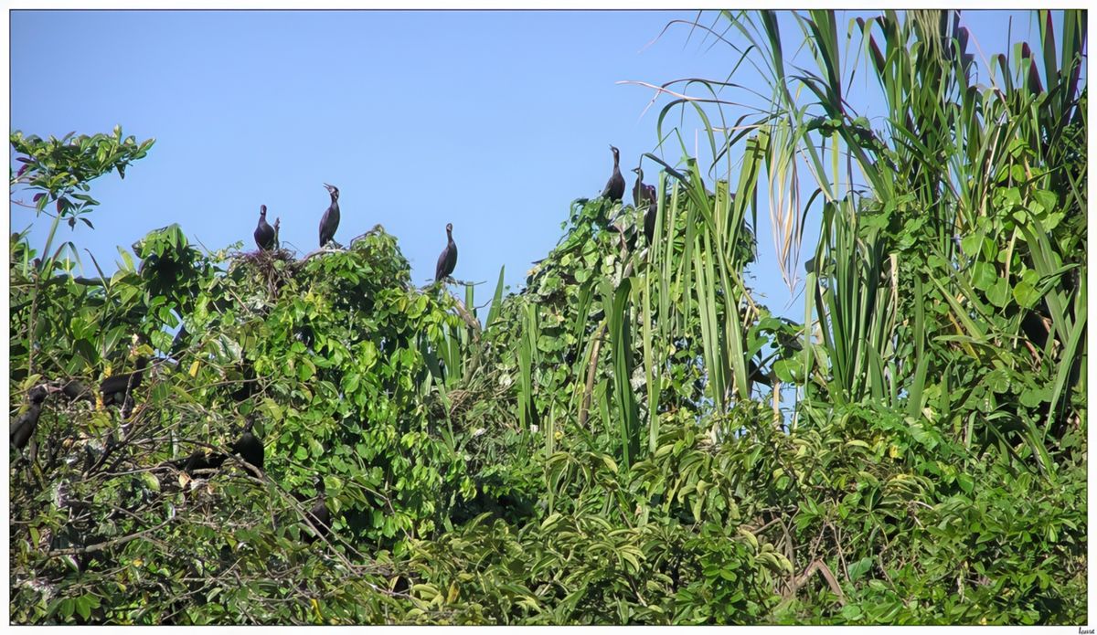 Le rendez-vous des cormorans.