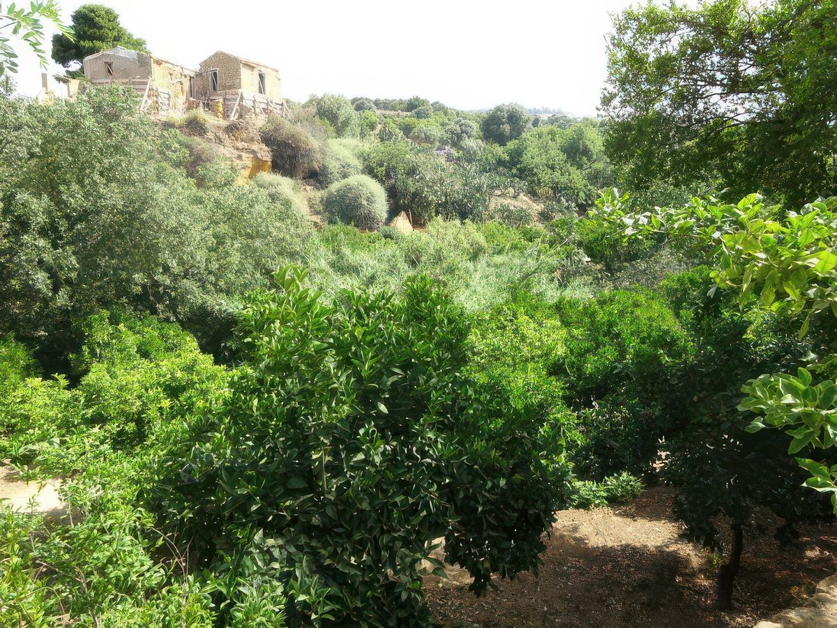 Agrigente: Vallée des Temples - giardino della Kolymbethra.