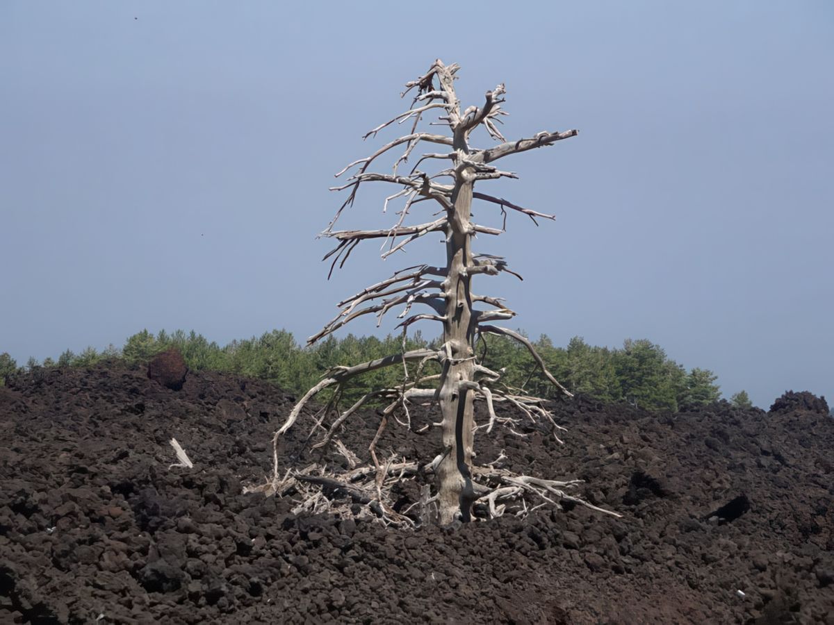 Versant nord de l'Etna (Piano Provenzana).