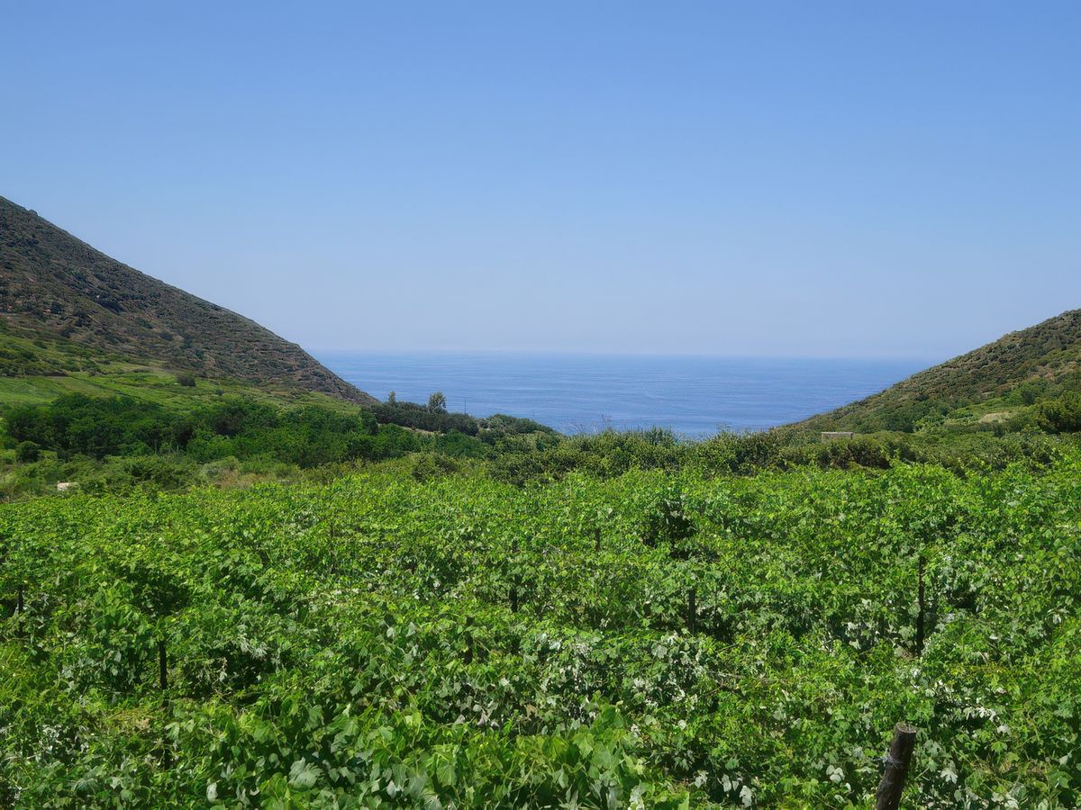 Vignobles de l'île.