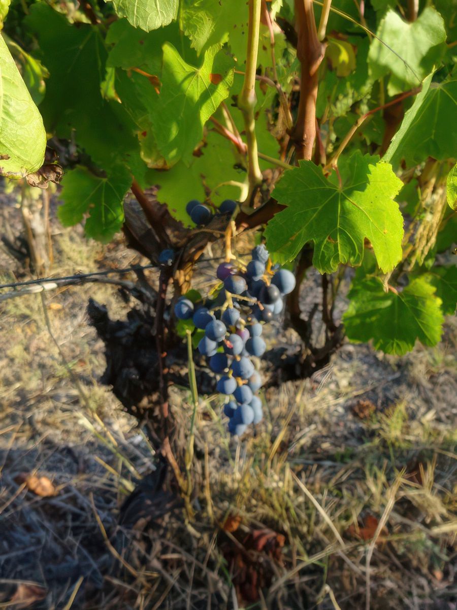 Bosa: petit vignoble destiné à la production de malvasia.